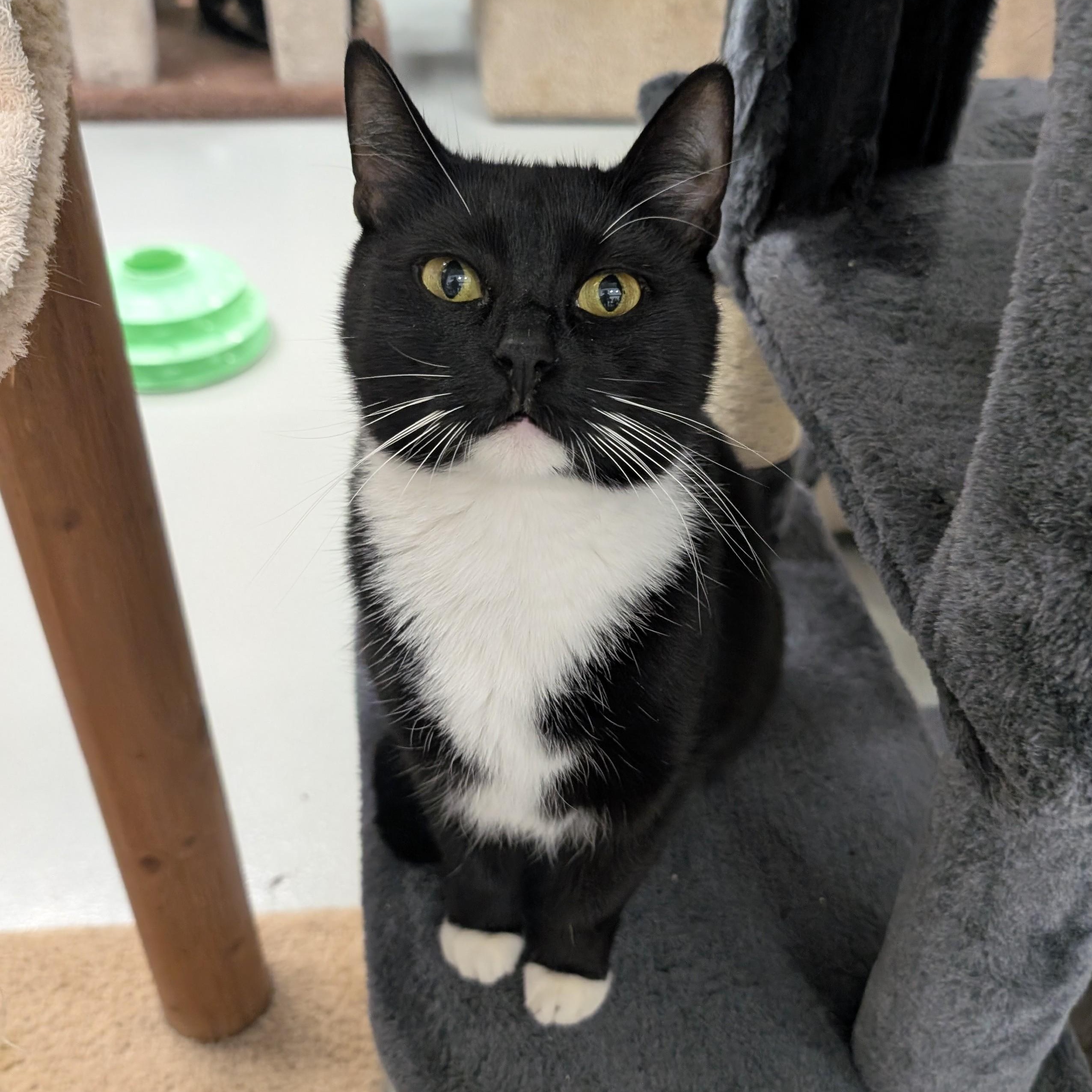 Enlarge Merry , a Adoptable mixed breed in West Palm Beach, FL image 1/4