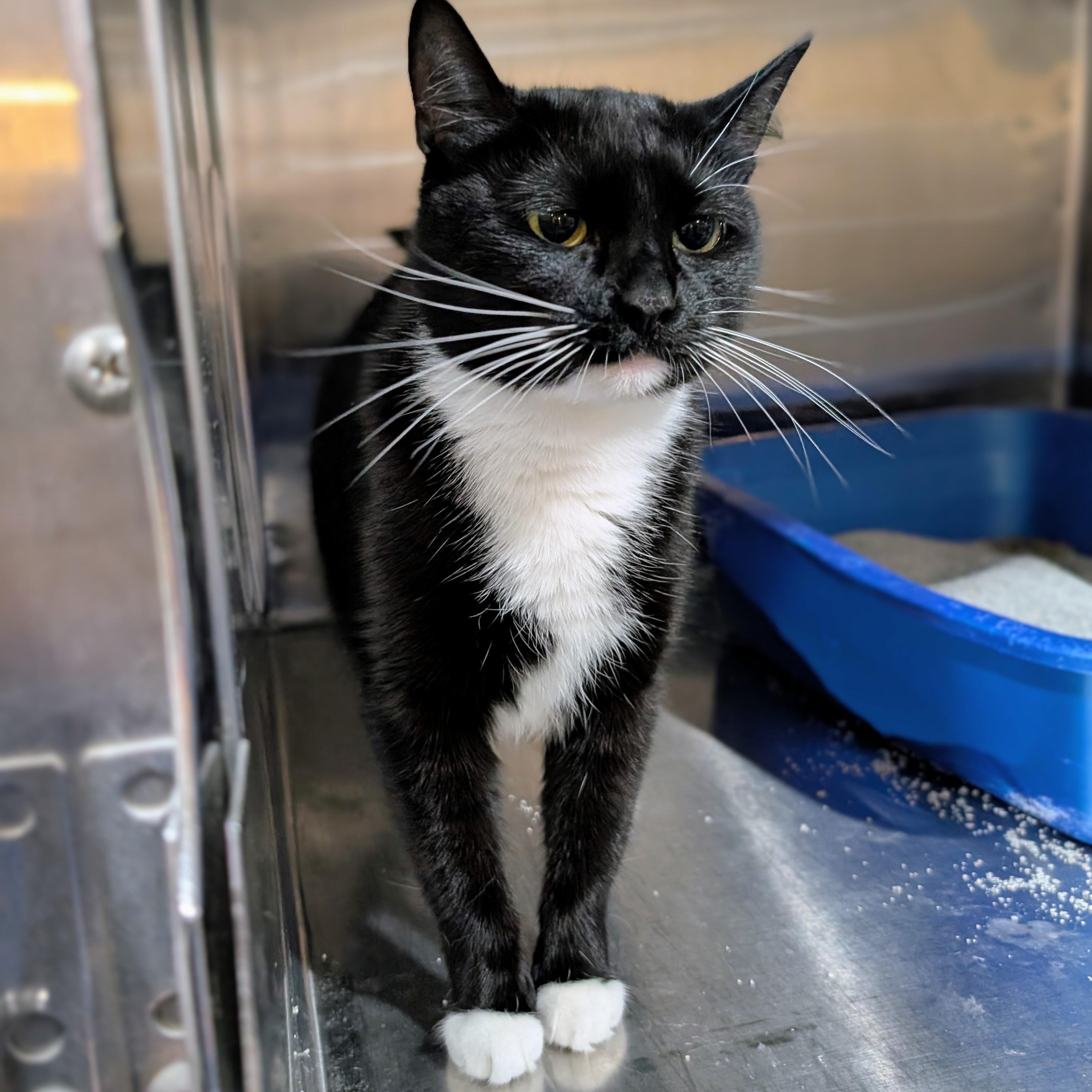 Enlarge Merry , a Adoptable mixed breed in West Palm Beach, FL image 4/4