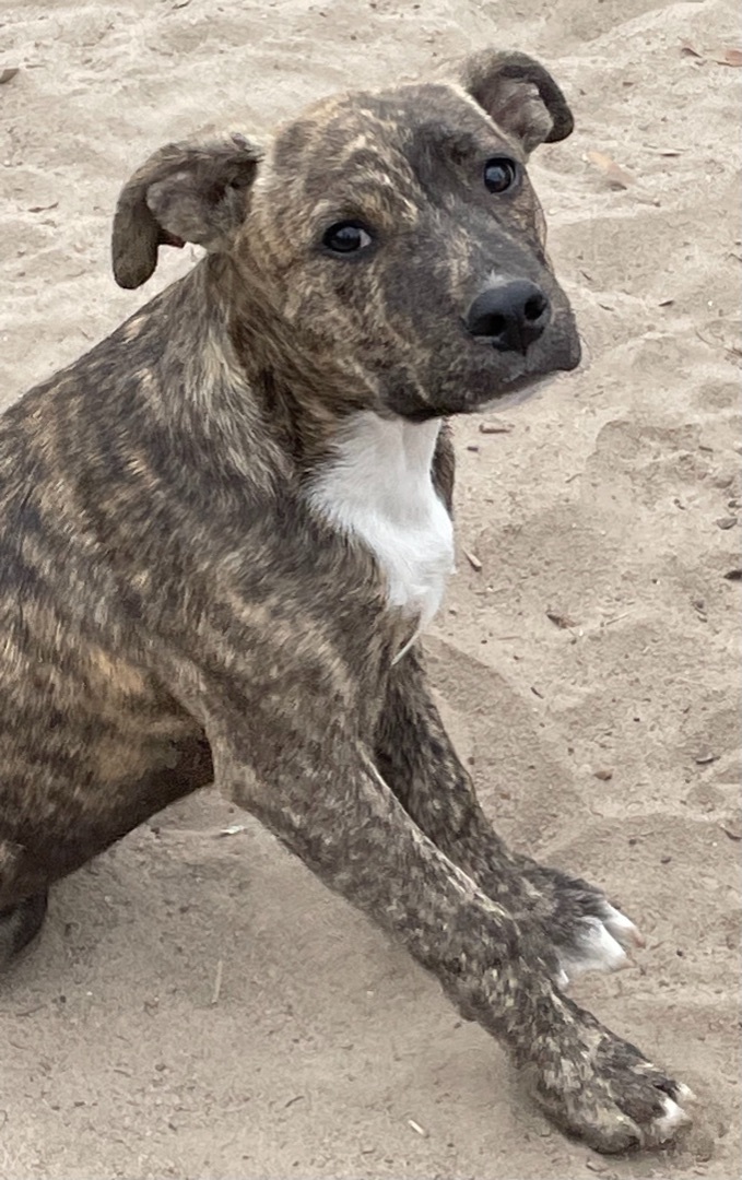 Tike, an adoptable Pit Bull Terrier Mix in Marianna, FL_image-1