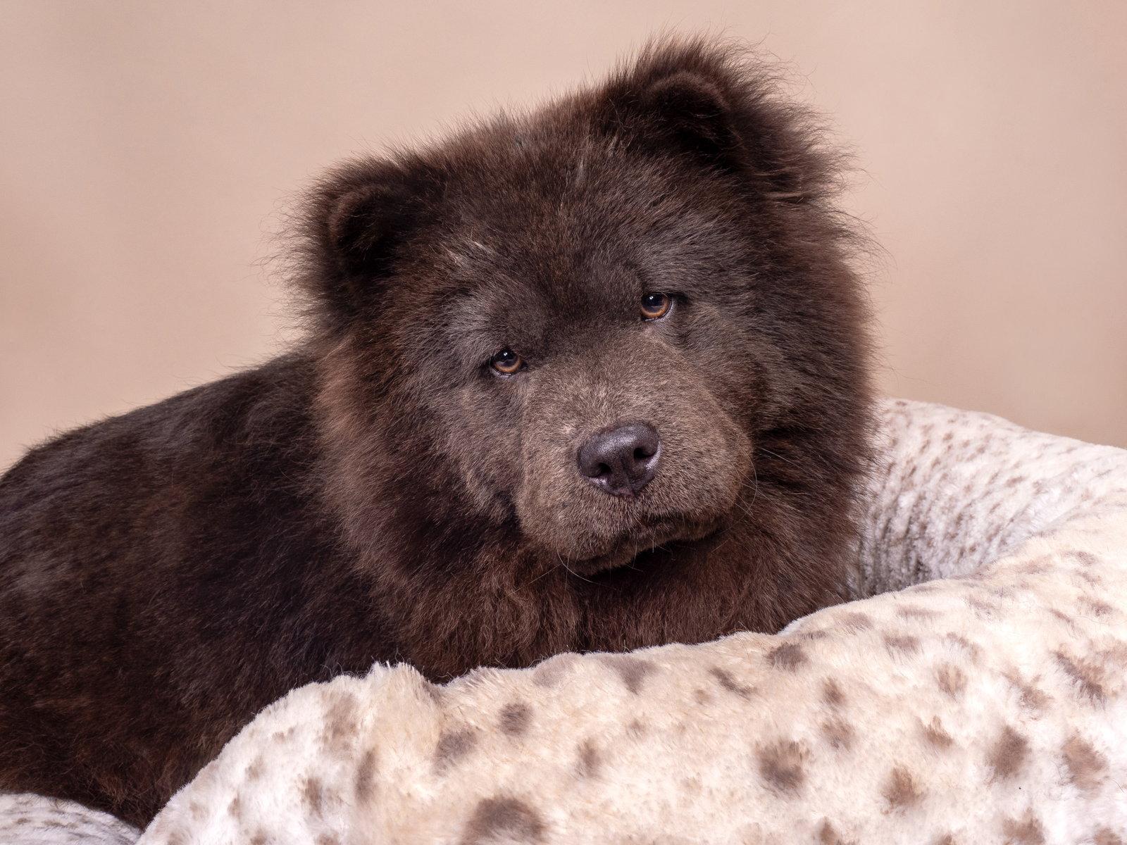 Crab Rangoon, ADOPTABLE, Adult • Female, Chow Chow.