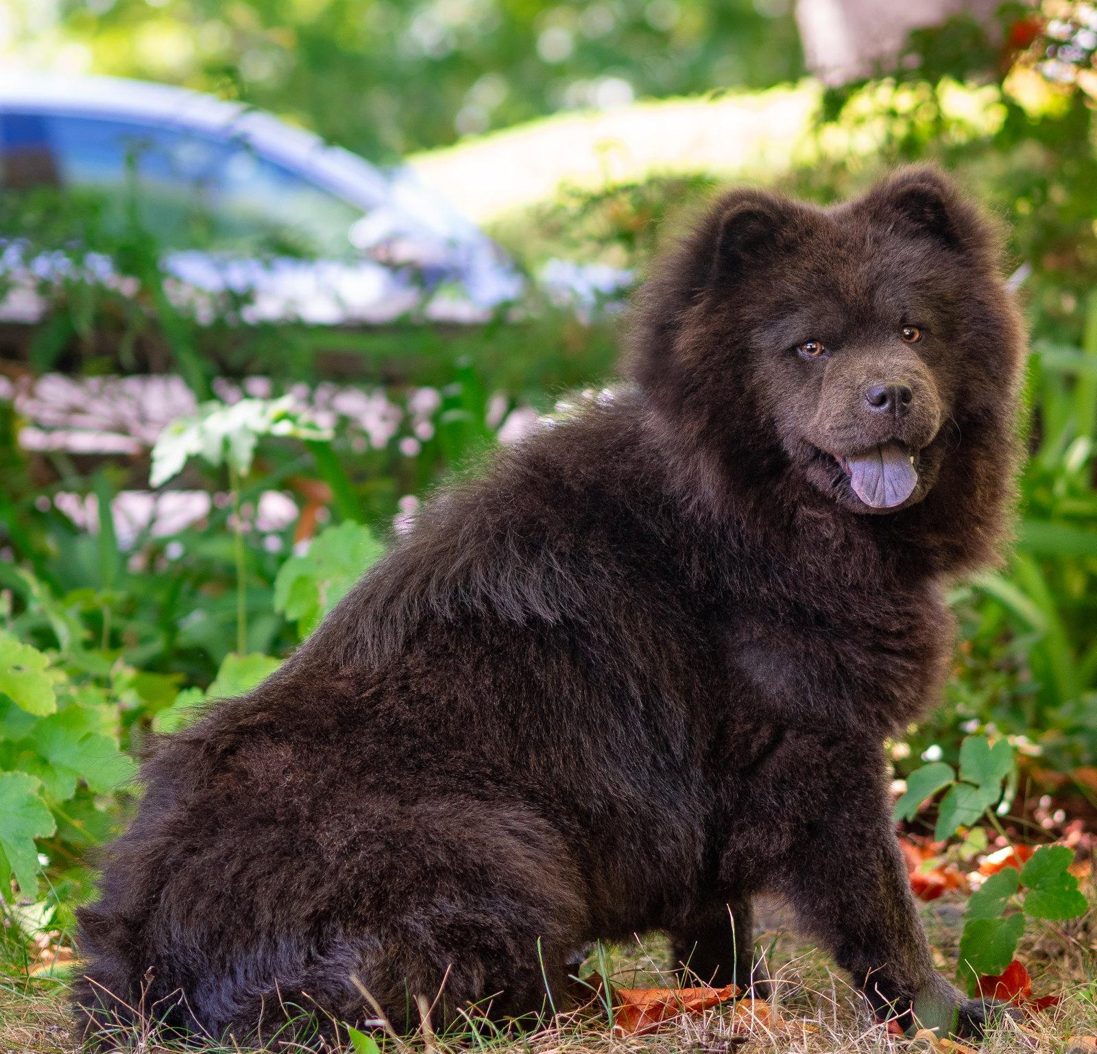 Enlarge Crab Rangoon, a Adoptable Chow Chow in Palo Alto, CA image 2/3