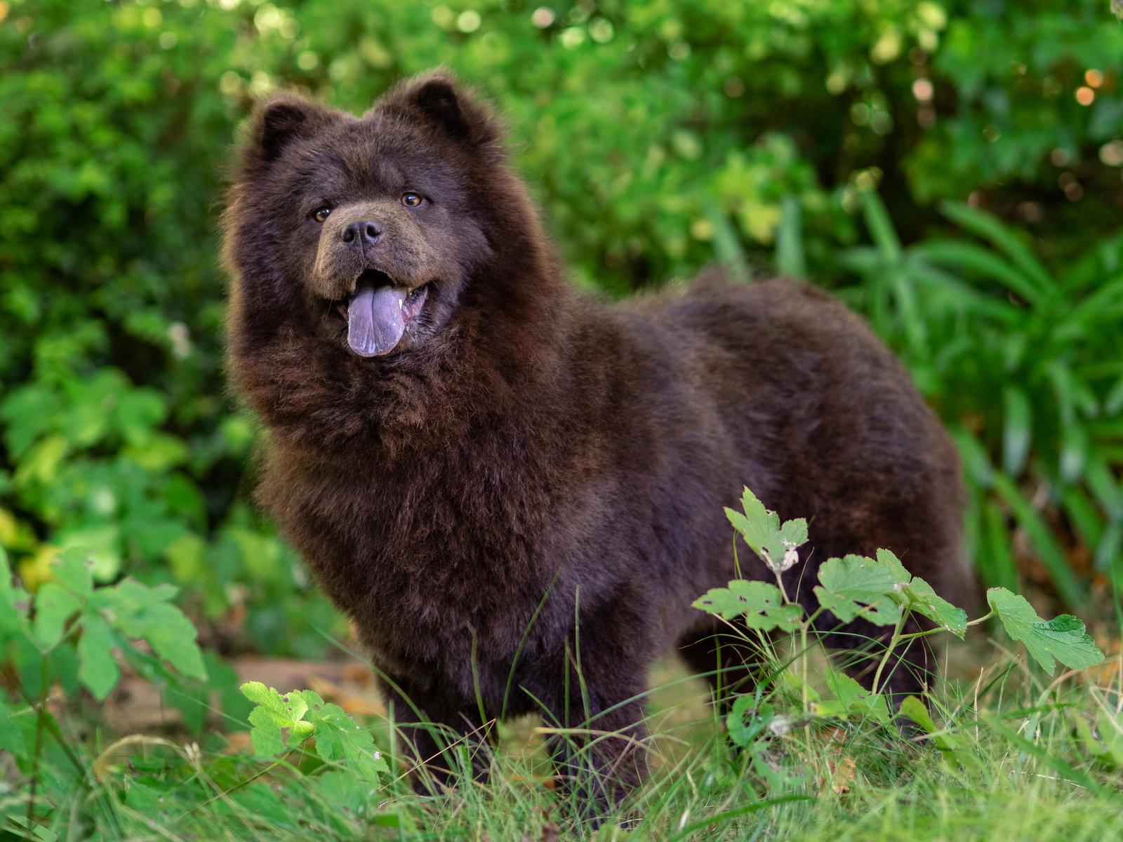 Enlarge Crab Rangoon, a Adoptable Chow Chow in Palo Alto, CA image 3/3