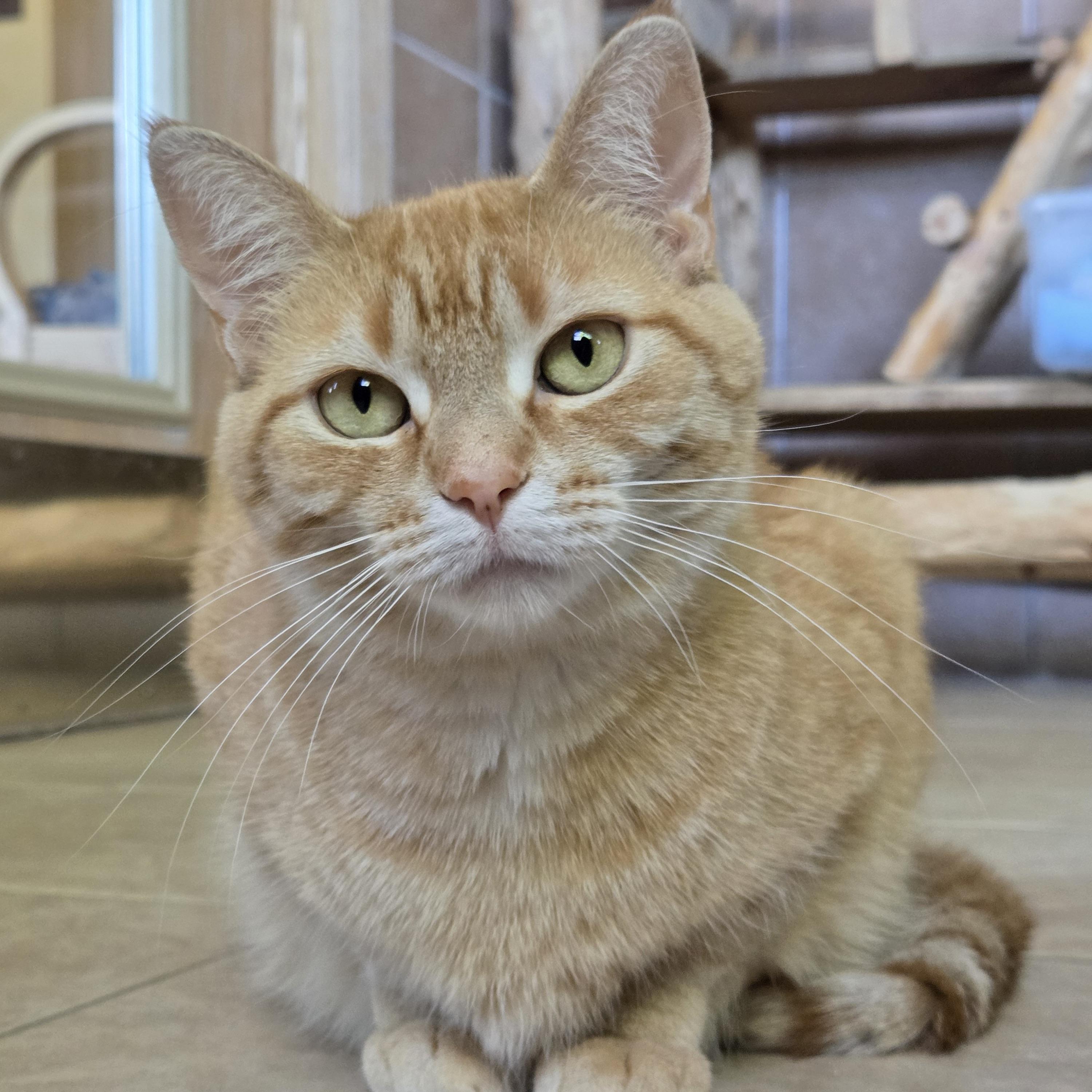 Enlarge Boots, a ADOPTABLE mixed breed in Park Rapids, MN image 1/2
