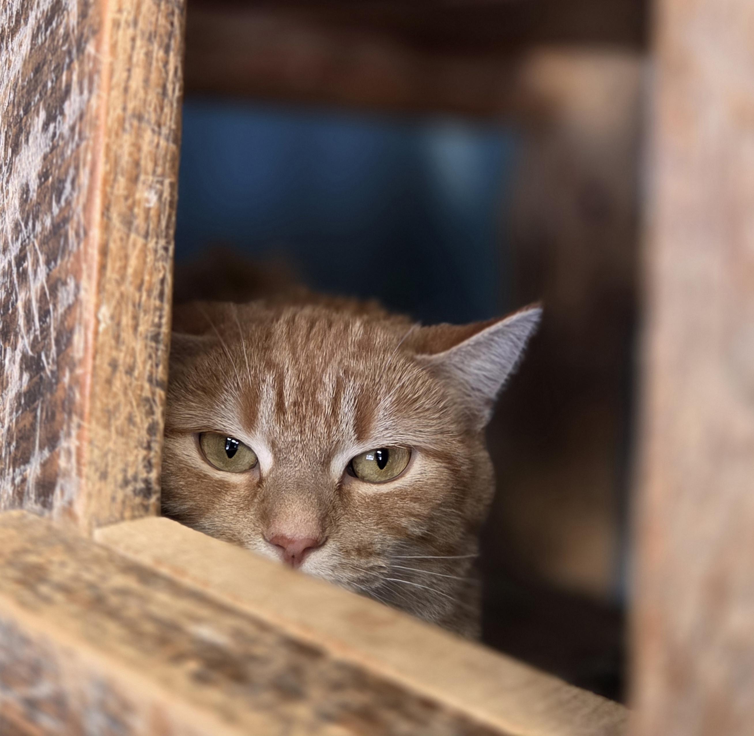 Boots, ADOPTABLE, Adult Female Domestic Short Hair.