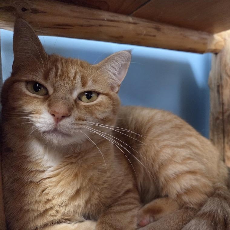 Enlarge Boots, a ADOPTABLE mixed breed in Park Rapids, MN image 2/2