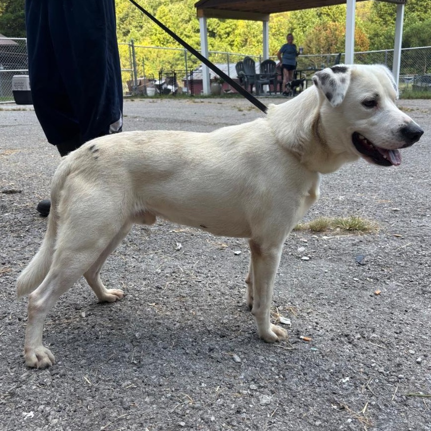 Enlarge Jack, a Adoptable mixed breed in Hazard, KY image 3/3