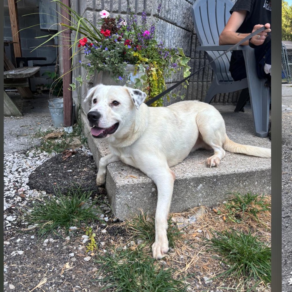 Jack, Adoptable, Young Male Mixed Breed & Labrador Retriever.