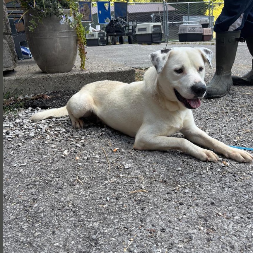 Enlarge Jack, a Adoptable mixed breed in Hazard, KY image 2/3