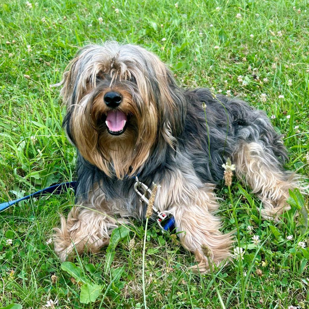 BEAR, Adoptable, Adult Male Yorkshire Terrier.