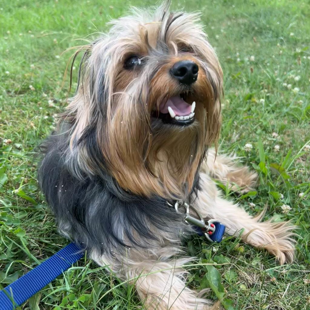 Enlarge BEAR, a Adoptable Yorkshire Terrier in Kittanning, PA image 2/2
