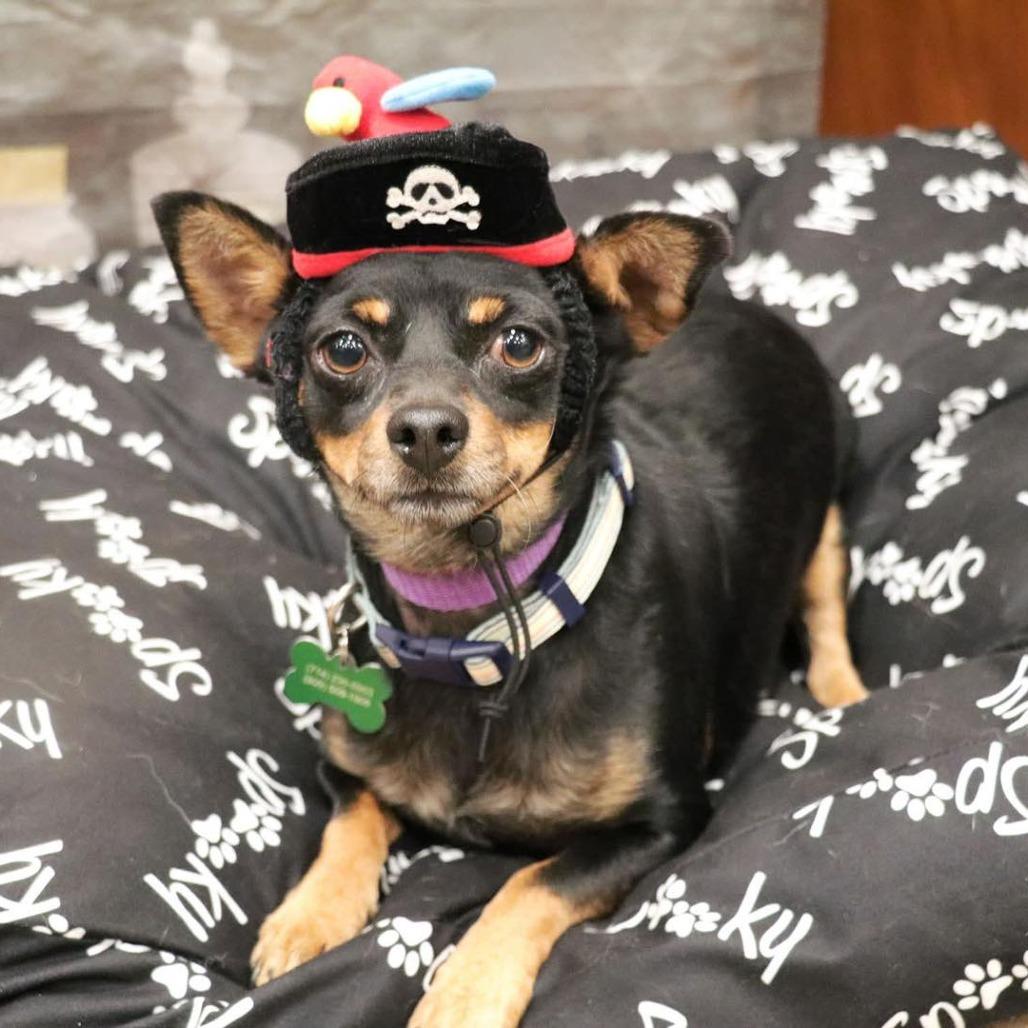 Paco, a Adoptable Miniature Pinscher in Apple Valley, CA image 1/3