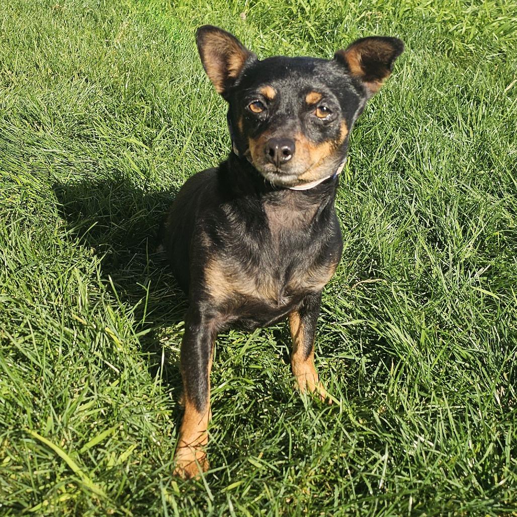 Paco, a Adoptable Miniature Pinscher in Apple Valley, CA image 3/3