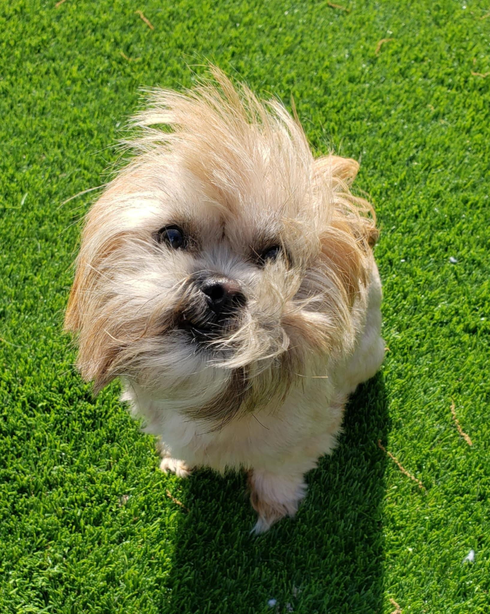 Enlarge Nugget, a Adoptable mixed breed in Anderson, SC image 1/2