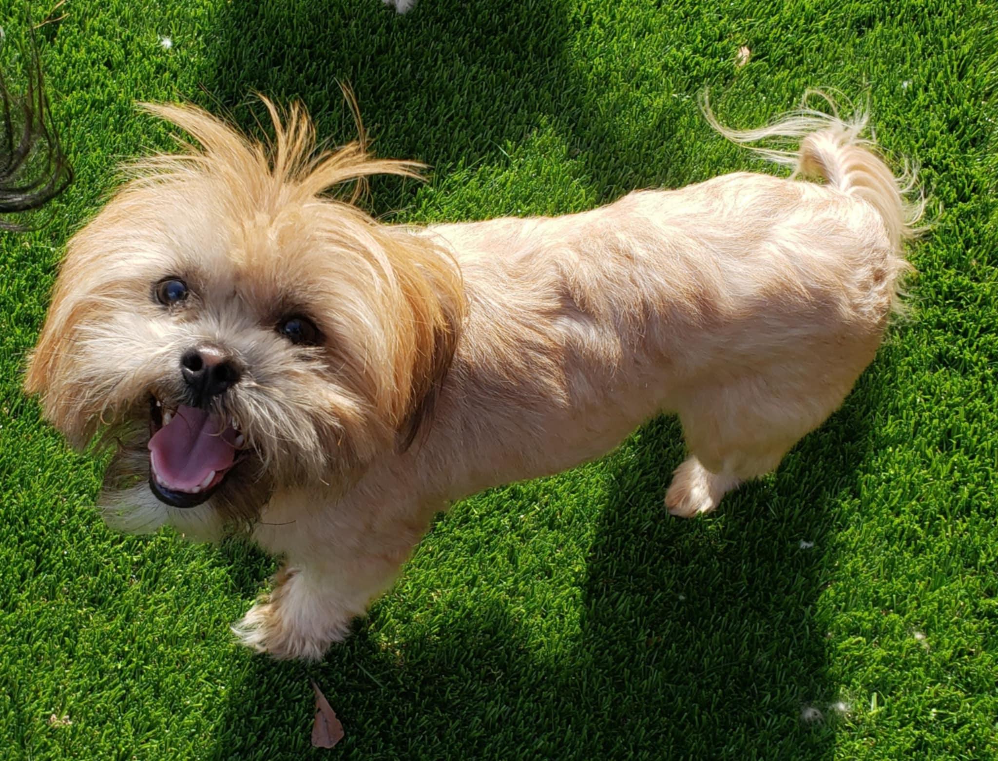 Enlarge Nugget, a Adoptable mixed breed in Anderson, SC image 2/2