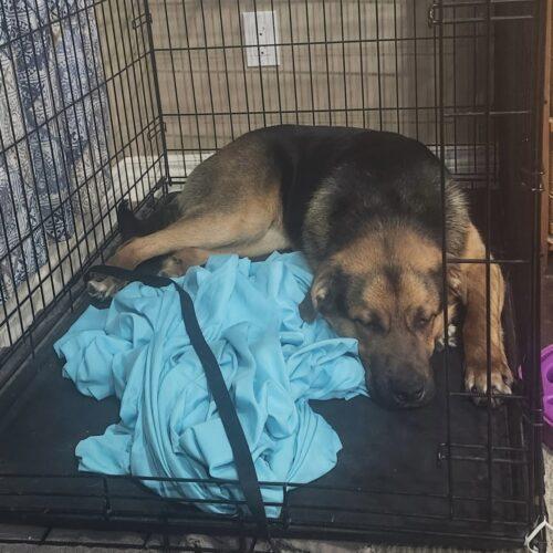 Tommy, Adoptable, Young Male Australian Shepherd & Mixed Breed.