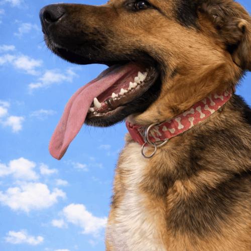 Tommy, a Adoptable mixed breed in Vienna, ON image 2/5