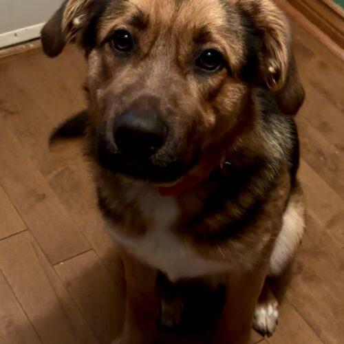 Tommy, a Adoptable mixed breed in Vienna, ON image 3/5