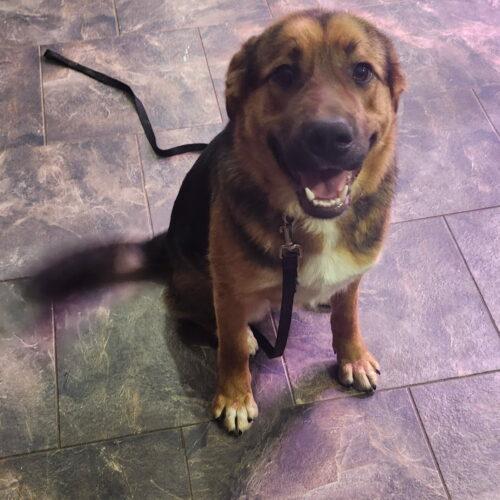 Tommy, a Adoptable mixed breed in Vienna, ON image 4/5