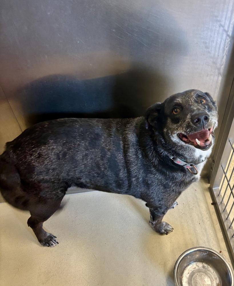 Lola, Adoptable, Senior Female Catahoula Leopard Dog.