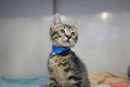 Pine, Adoptable, Kitten Male Domestic Short Hair.