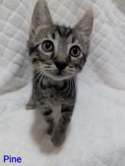 Enlarge Pine, a Adopted mixed breed in Edmond, OK image 2/3