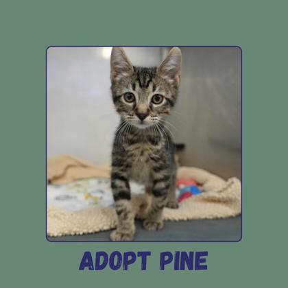 Enlarge Pine, a Adopted mixed breed in Edmond, OK image 3/3