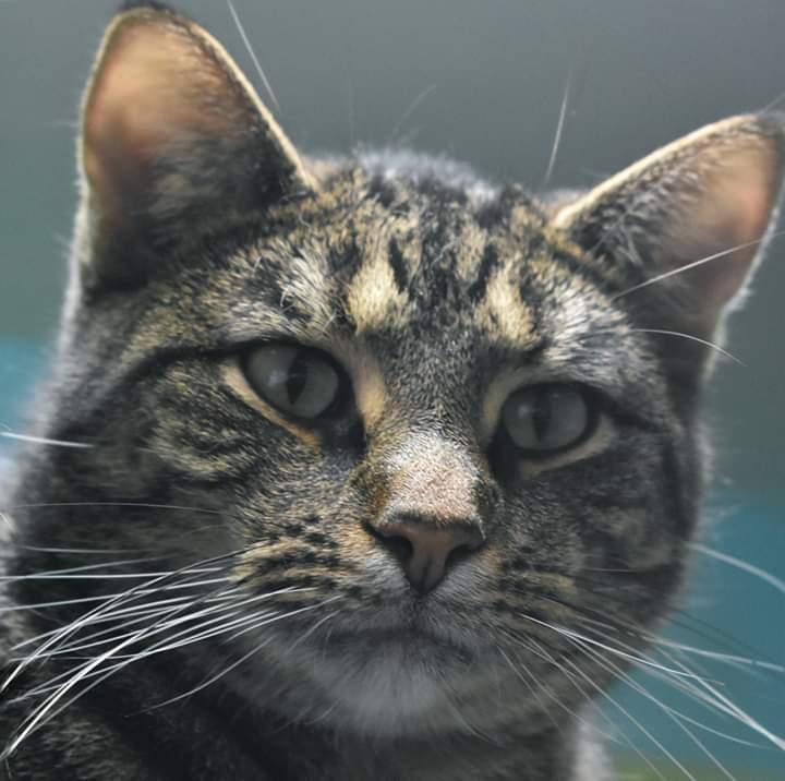 Enlarge Johnny Rocket, a Adoptable Domestic Short Hair in Iroquois, IL image 1/6