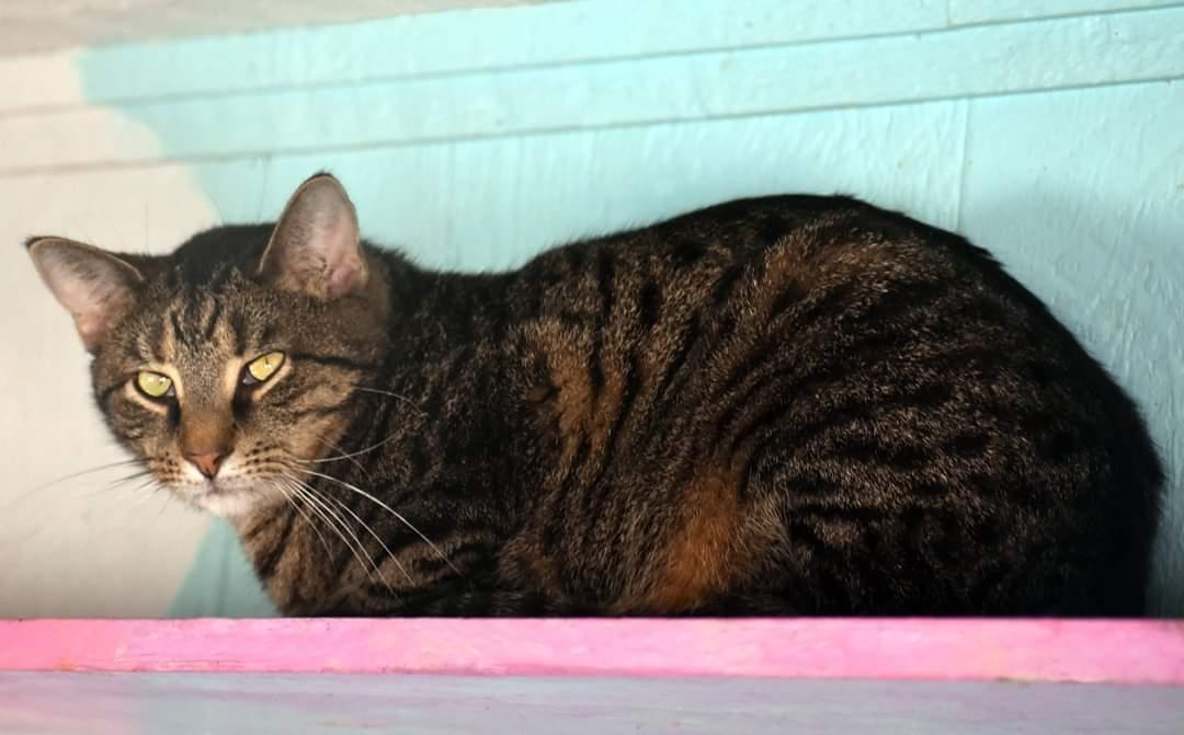 Enlarge Johnny Rocket, a Adoptable Domestic Short Hair in Iroquois, IL image 2/6