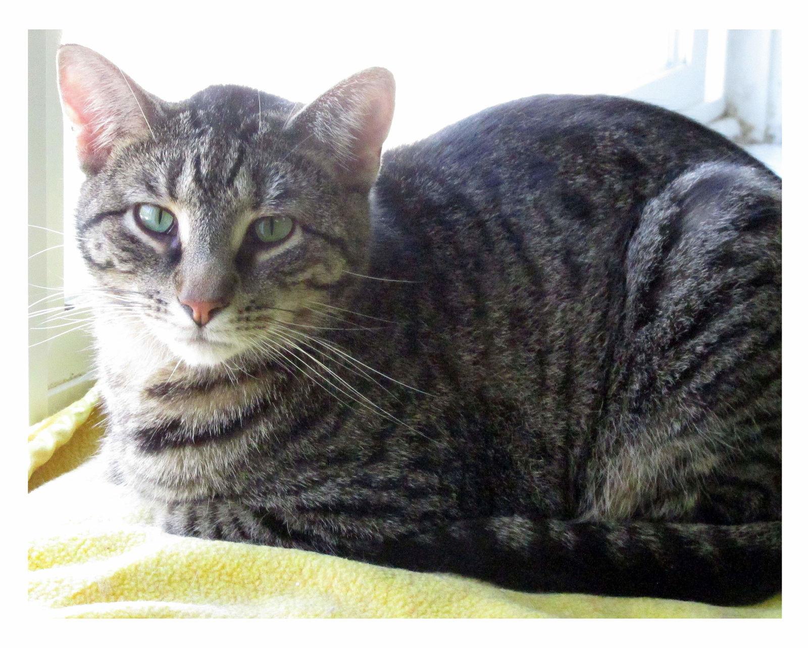 Enlarge Johnny Rocket, a Adoptable Domestic Short Hair in Iroquois, IL image 3/6