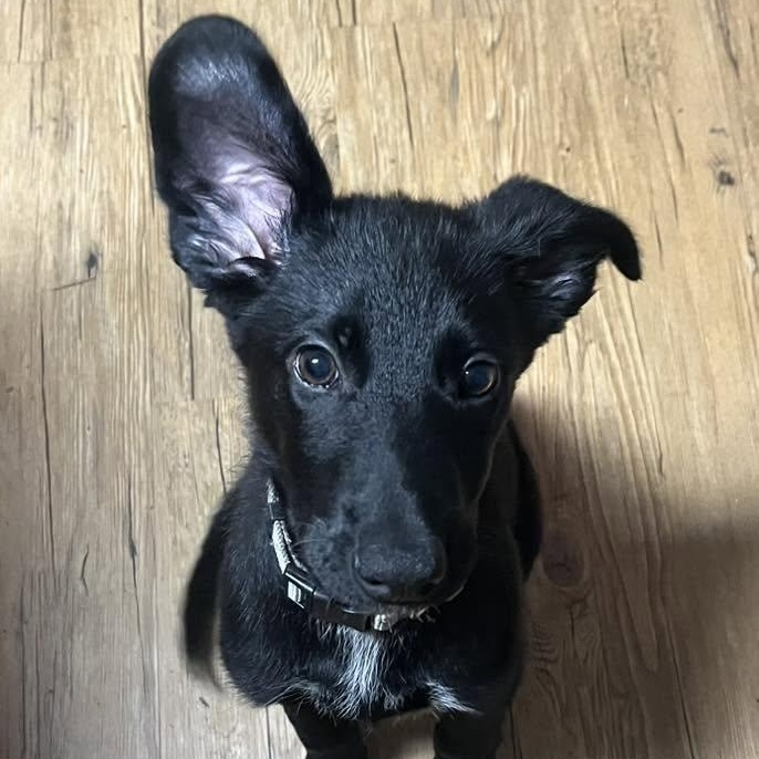 Georgie, ADOPTABLE, Puppy Male German Shepherd Dog.