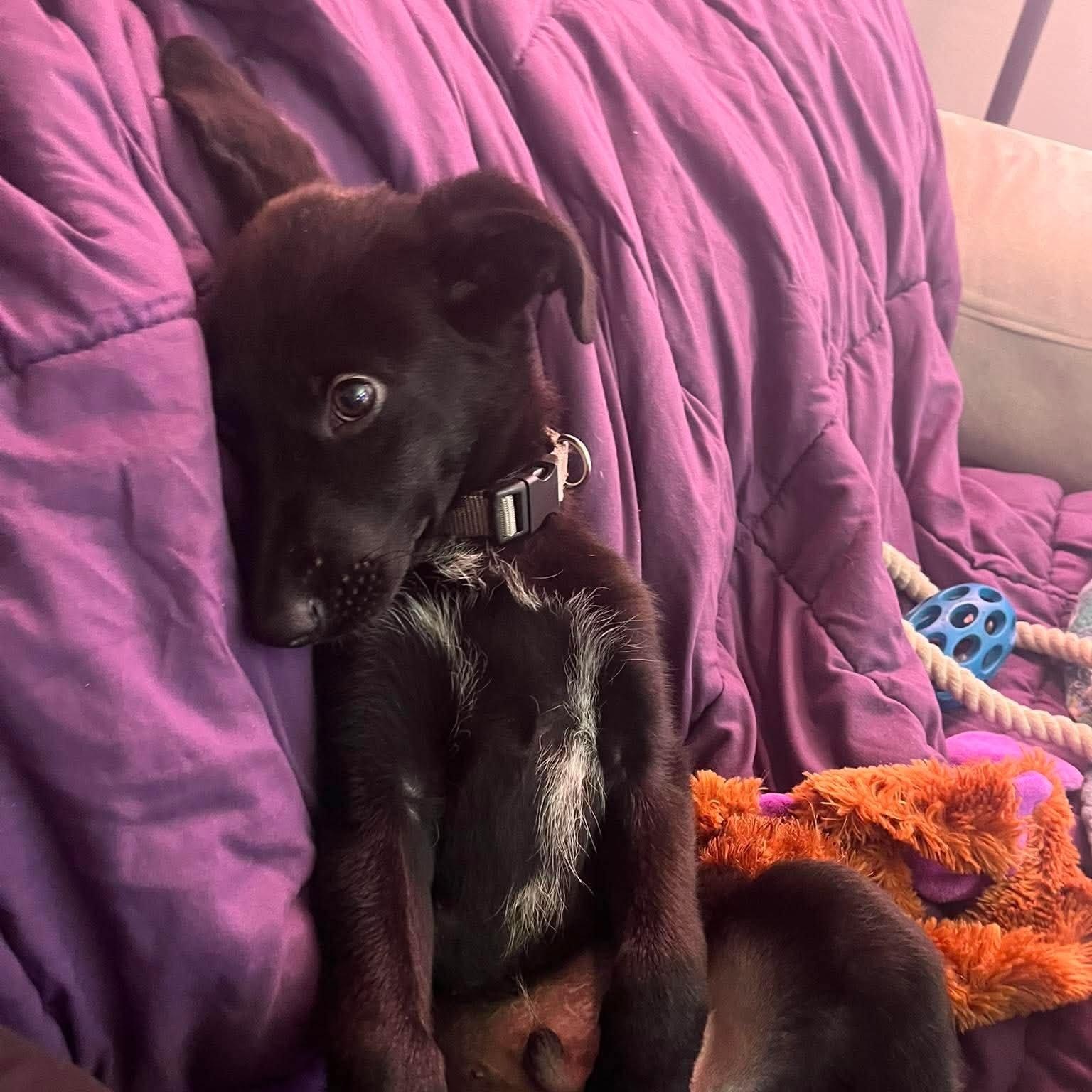 Georgie, a ADOPTABLE mixed breed in Myrtle Beach, SC image 2/2