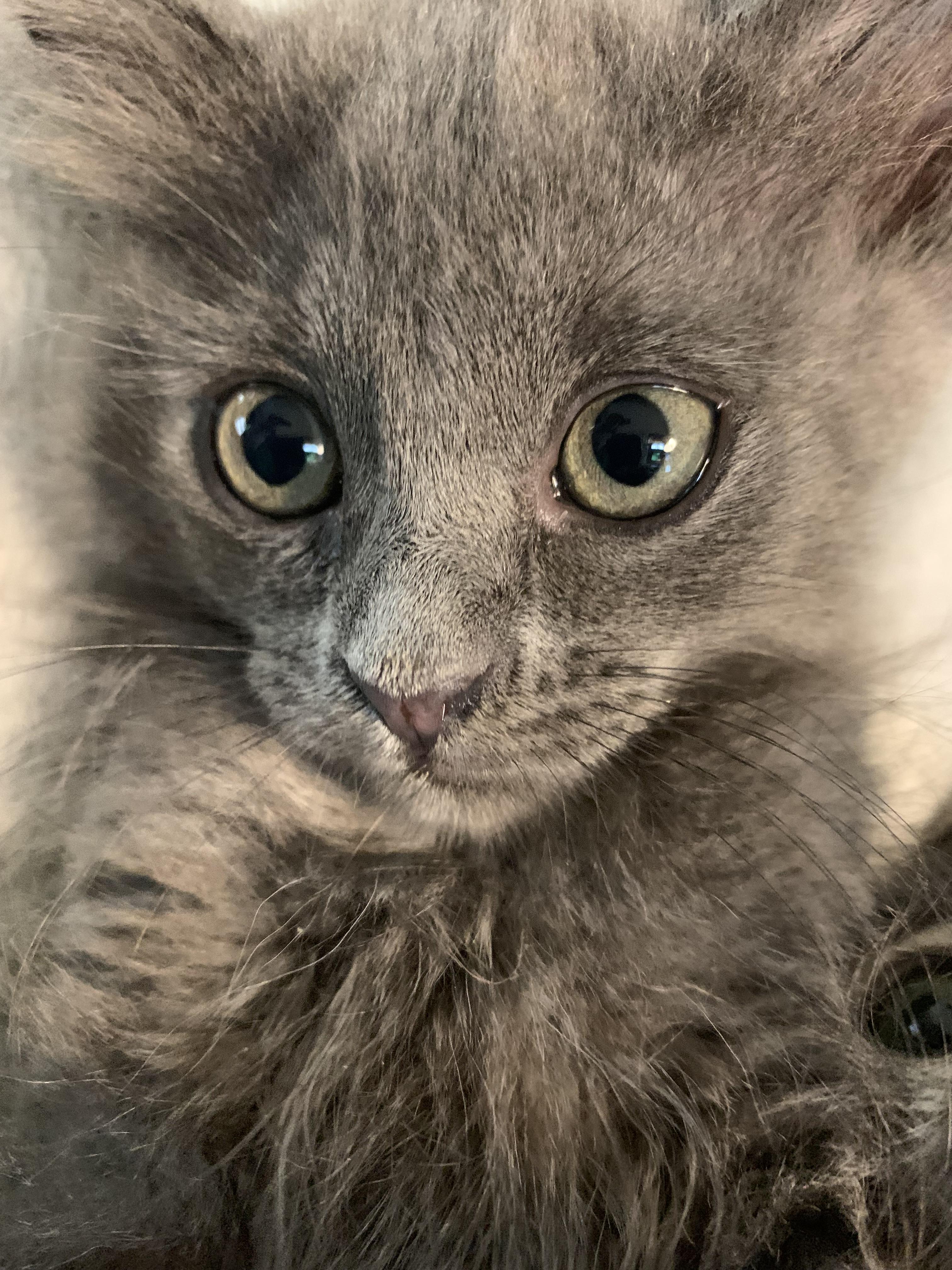 Enlarge Jackie, a Adopted mixed breed in Dawson, GA image 3/3