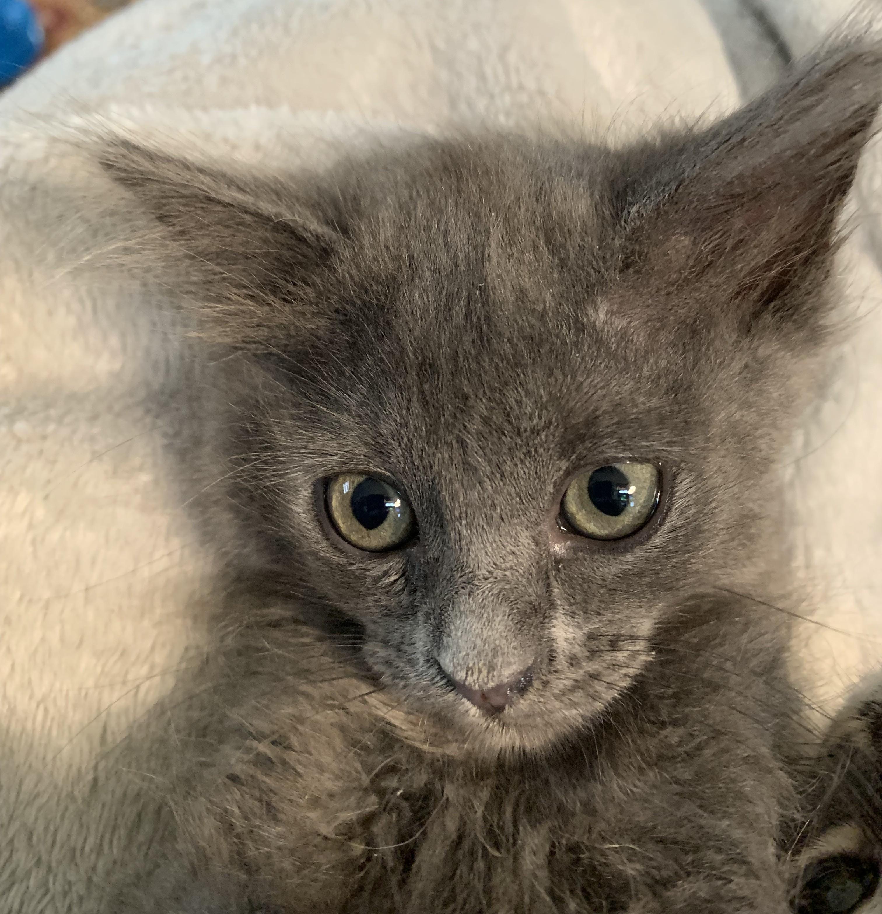 Jackie, Adopted, Kitten Female Domestic Medium Hair & Tabby.