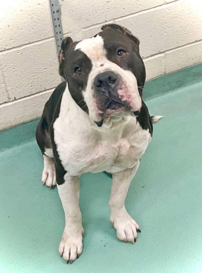 Goliath, an adoptable Pit Bull Terrier in Vassalboro, ME, 04989 | Photo Image 1