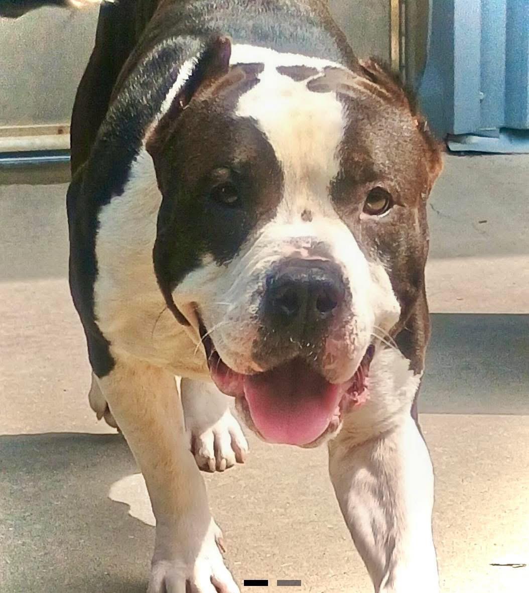 Goliath, an adoptable Pit Bull Terrier in Vassalboro, ME, 04989 | Photo Image 2