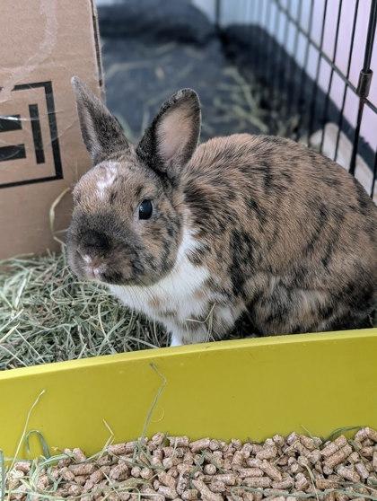 Enlarge Gus, a Adoptable Rex in Montreal, QC image 3/3