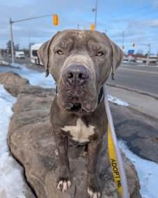 Enlarge Kane, a other mixed breed in Hamilton, ON image 6/6