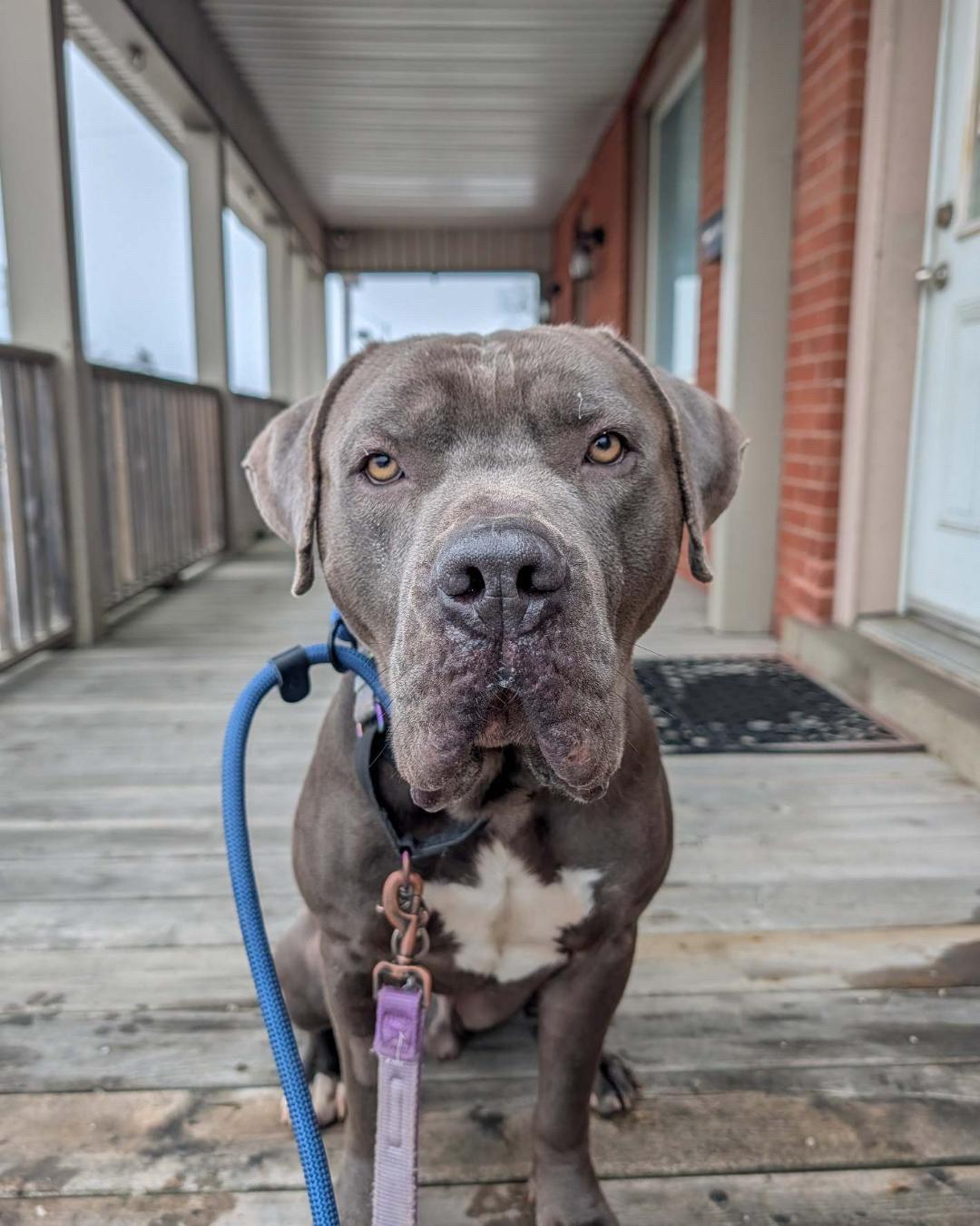 Enlarge Kane, a other mixed breed in Hamilton, ON image 1/6