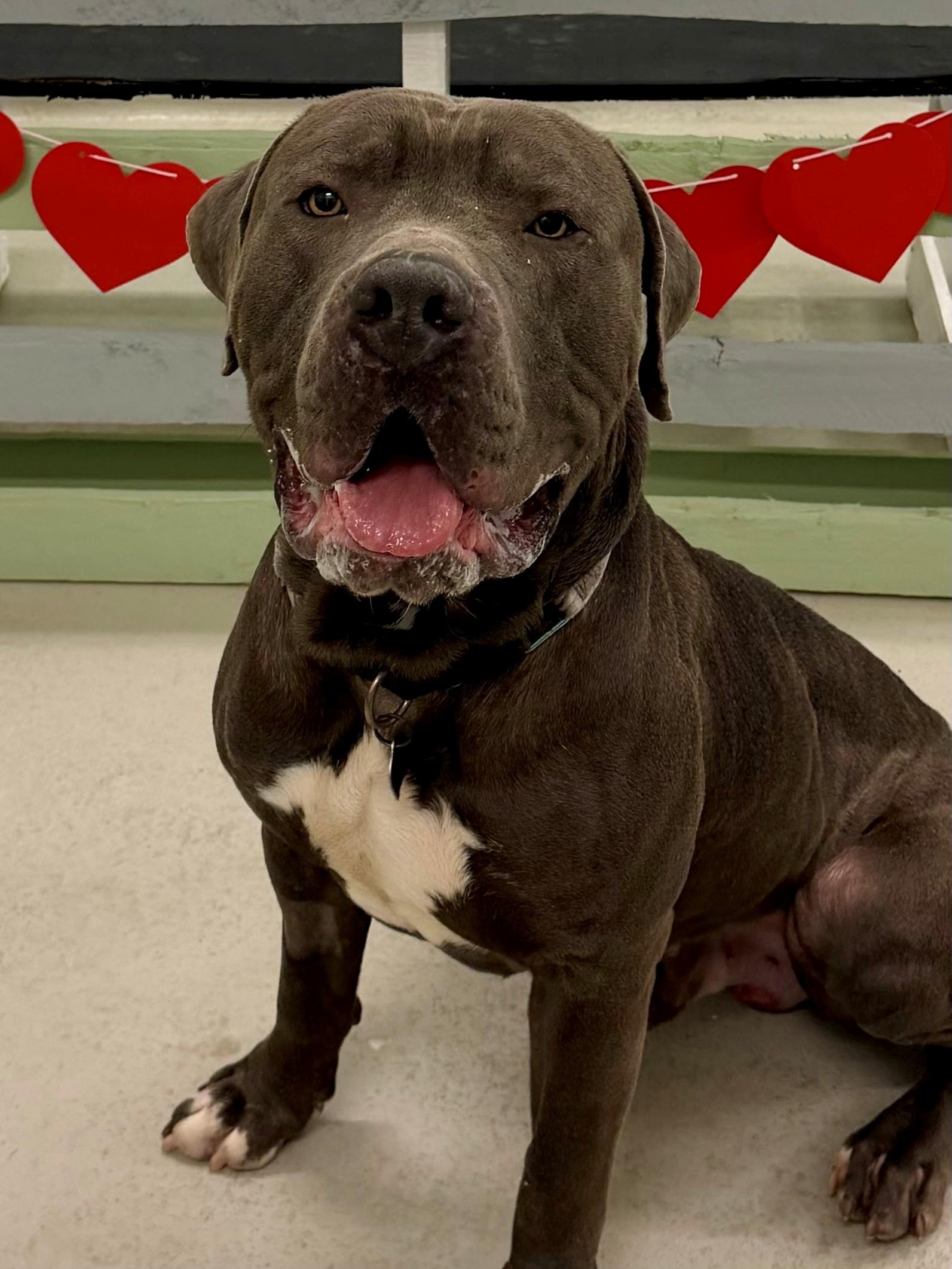 Enlarge Kane, a other mixed breed in Hamilton, ON image 5/6