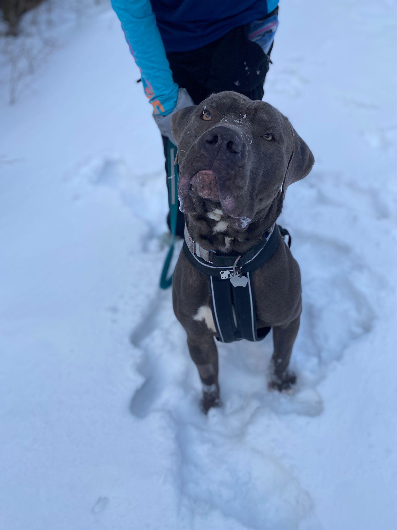 Enlarge Kane, a other mixed breed in Hamilton, ON image 3/6