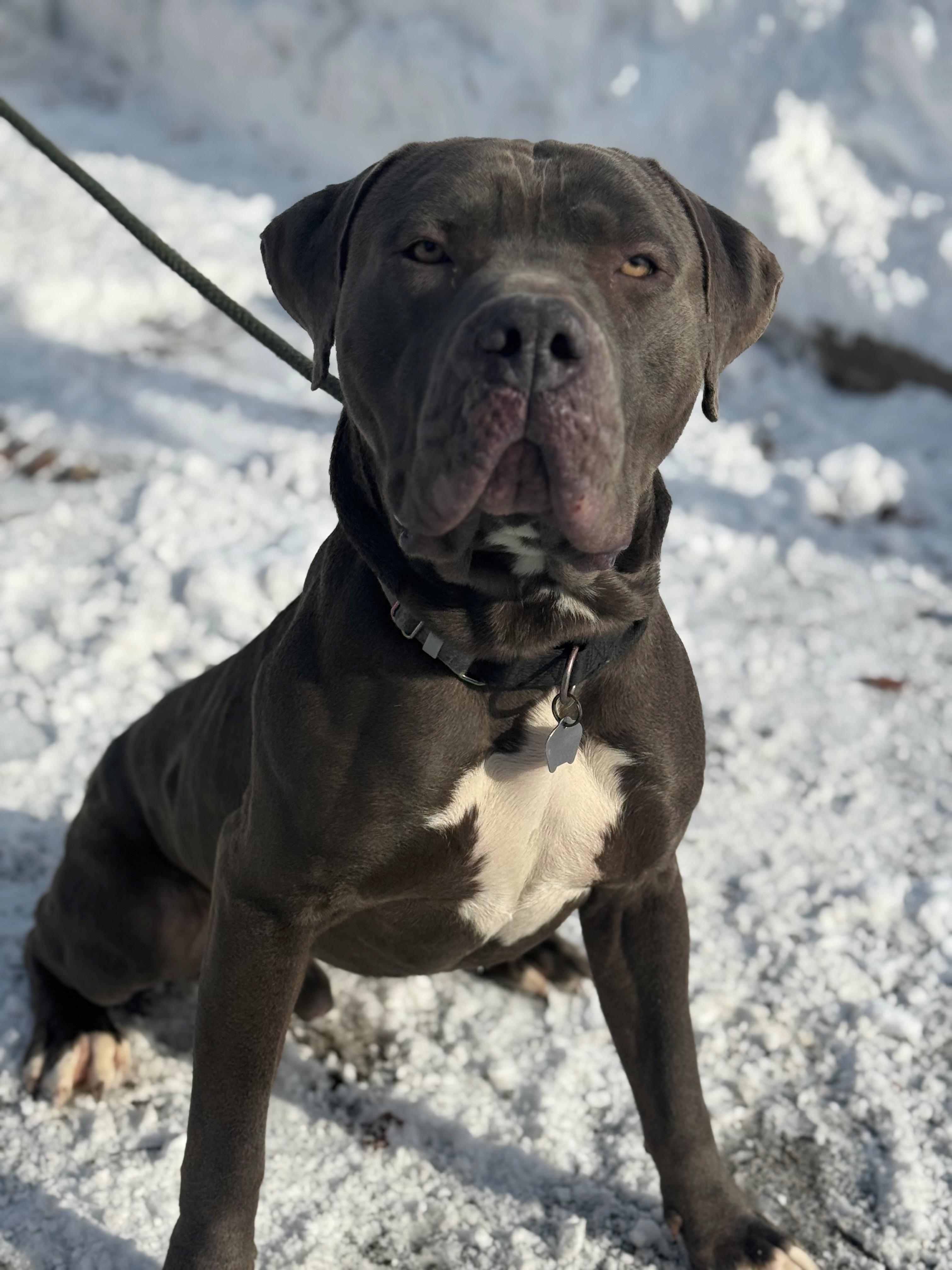 Enlarge Kane, a other mixed breed in Hamilton, ON image 2/6