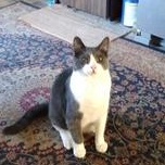 Enlarge Tyler, a ADOPTABLE mixed breed in Clawson, MI image 1/1