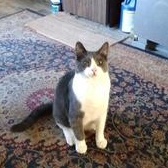 Enlarge Tyler, a ADOPTABLE mixed breed in Clawson, MI image 1/1