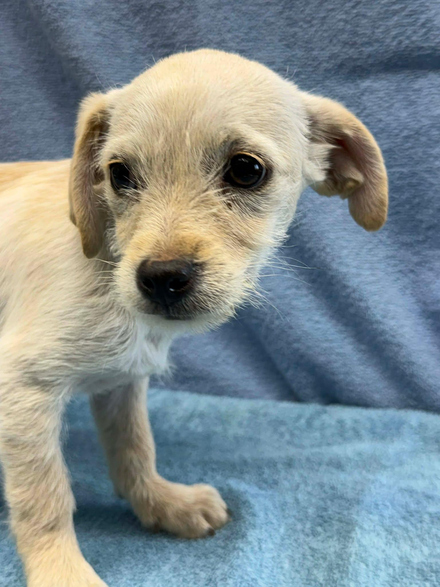 Enlarge Saroccoca, an adopted Chihuahua in Othello, WA image 2/2