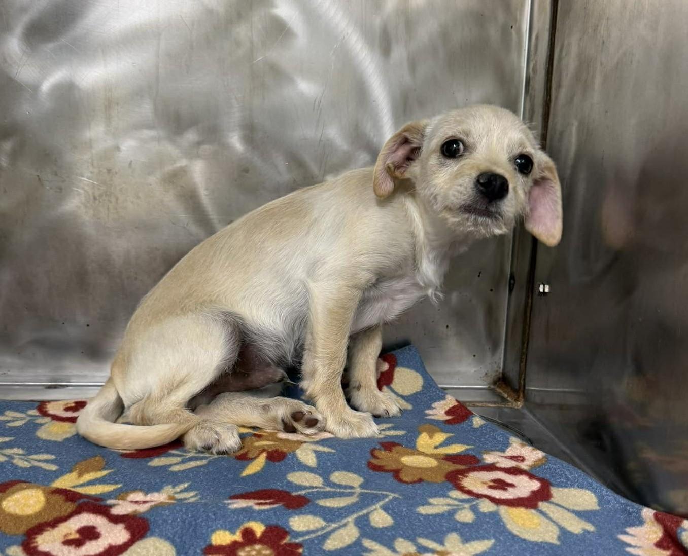 Saroccoca, adopted, Puppy Male Chihuahua.