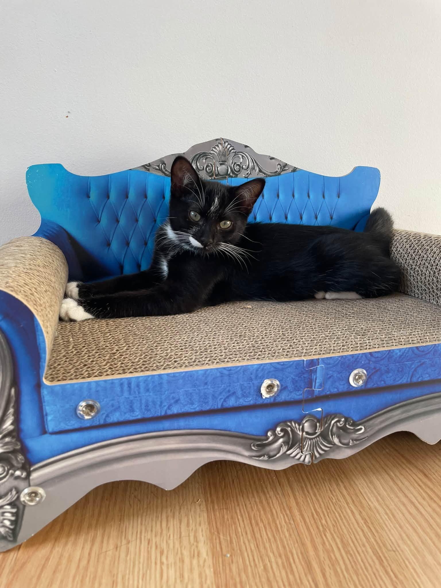 Gary, Adoptable, Young Female Domestic Short Hair.