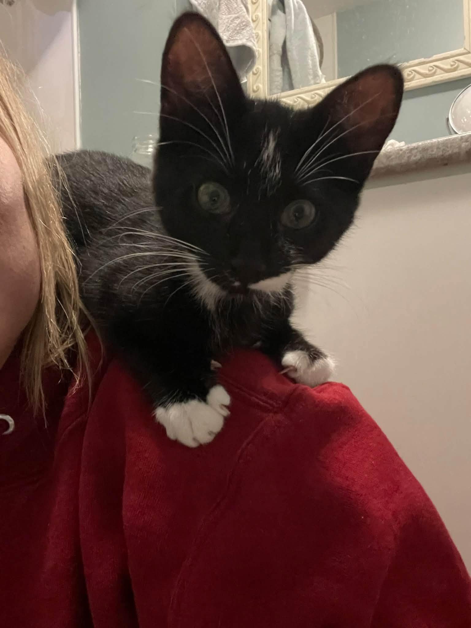 Enlarge Gary, a Adoptable Domestic Short Hair in Orleans, ON image 2/2