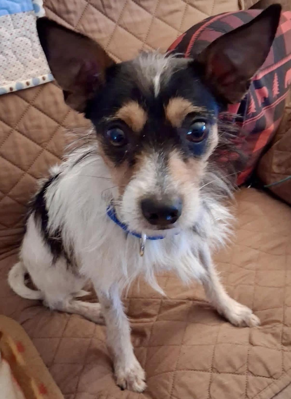 Aero, Adoptable, Adult Male Terrier.