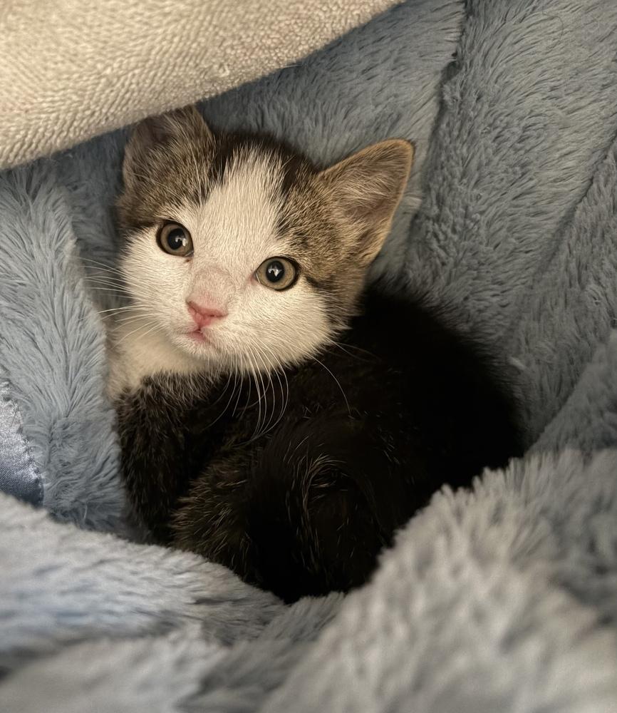Kindle, Adoptable, Kitten Female Domestic Short Hair.