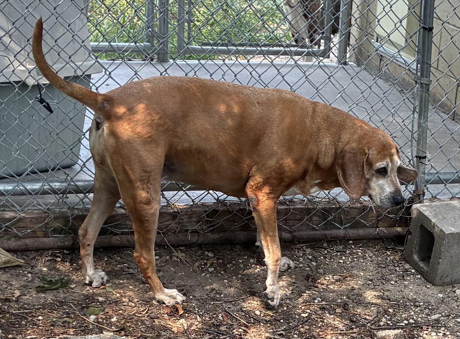 Piper, a ADOPTABLE Redbone Coonhound in Kalkaska, MI image 3/5